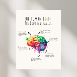 Human Brain Poster